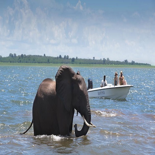 bumi-hills-safari-lodge-elephant-encounter-on-boat-safari